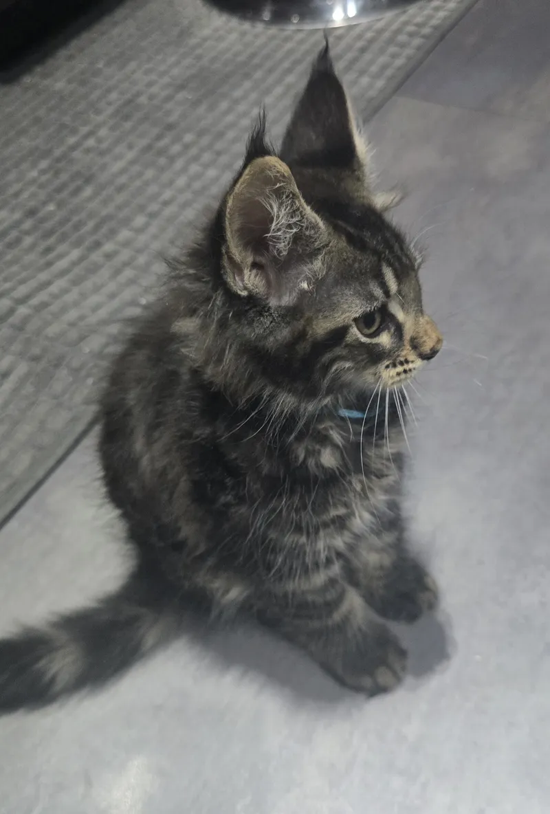 Mia SilverGlow, CZ