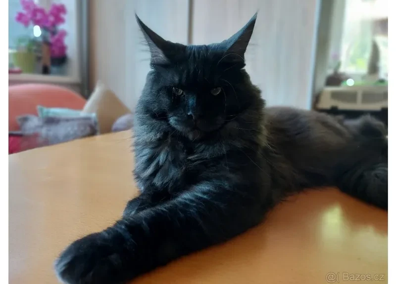 Tatínek